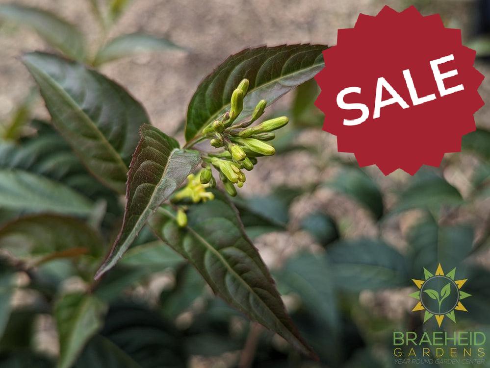 Copper Dwarf Bush Honeysuckle