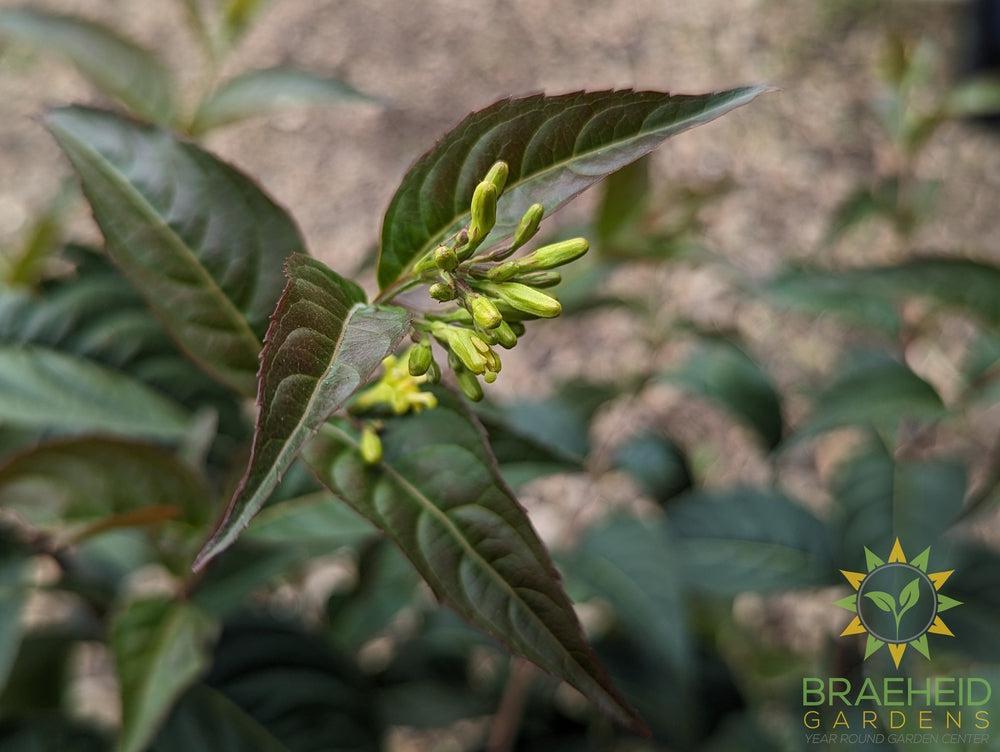 Copper Dwarf Bush Honeysuckle