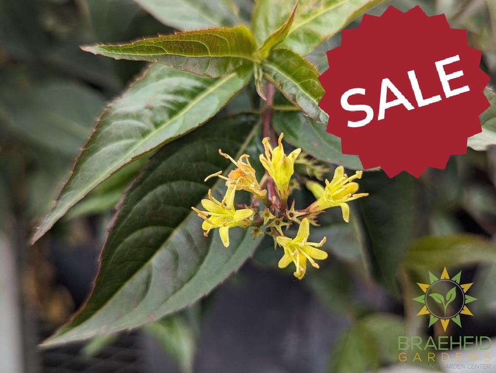 Copper Dwarf Bush Honeysuckle