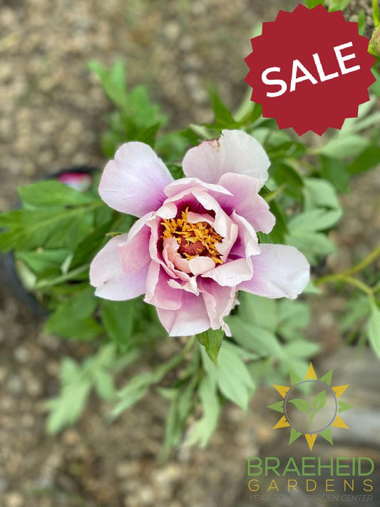 Cora Louise Itoh Peony