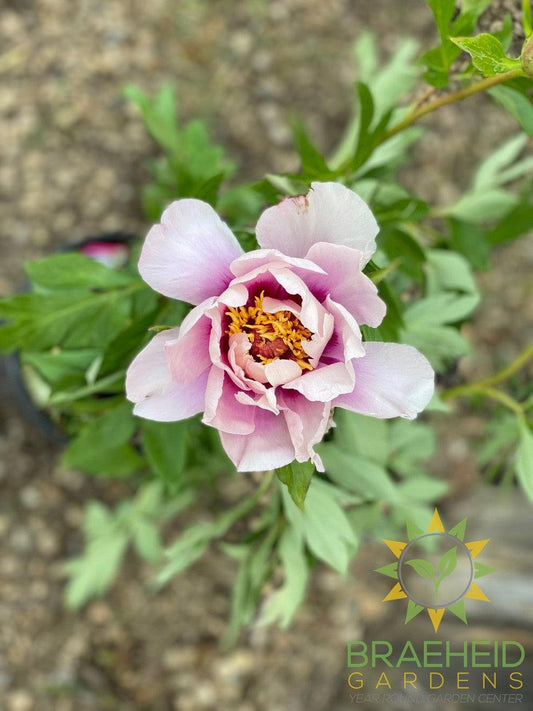 Cora Louise Itoh Peony