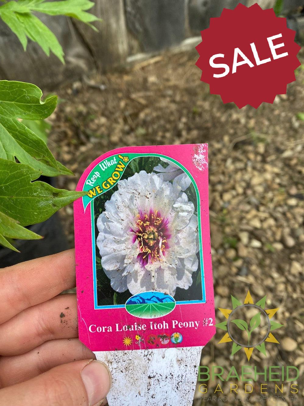 Cora Louise Itoh Peony