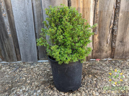 Coronation Triumph Potentilla