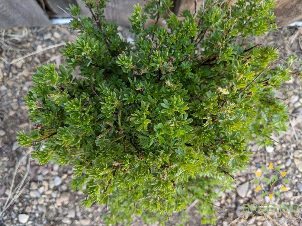 Coronation Triumph Potentilla