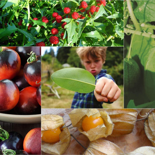 The Crazy Kids Collection