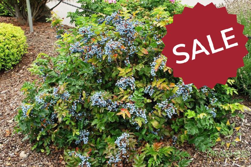 Creeping Oregon Grape