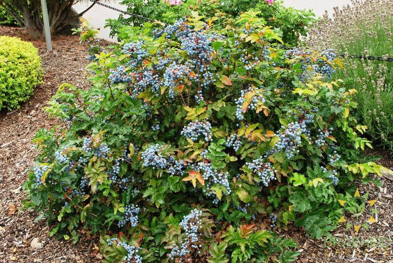 Creeping Oregon Grape