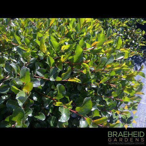 Creeping Willow
