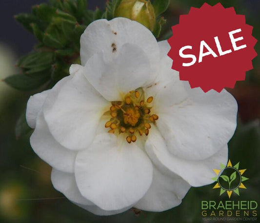 Creme Brulee Potentilla