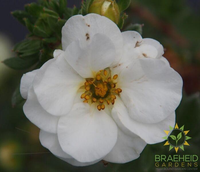 Creme Brulee Potentilla