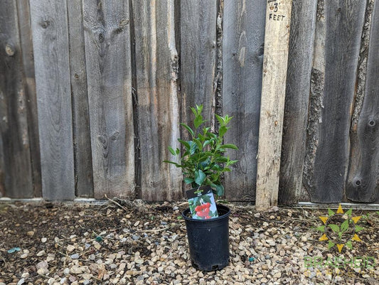 Cupid Cherry Shrub