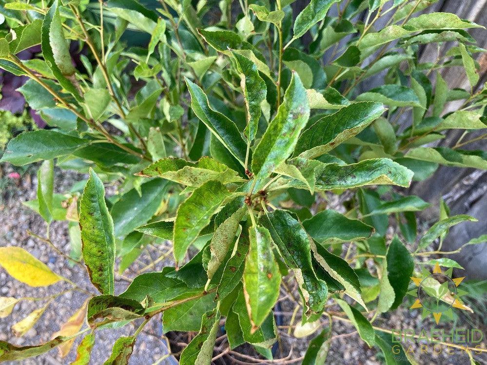 Cupid Cherry Shrub