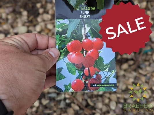 Cupid Cherry Shrub