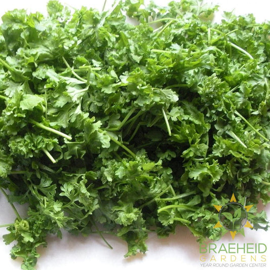 Curly Cress