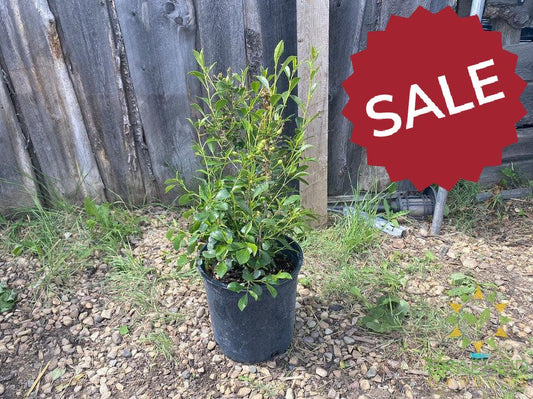 Cutie Pie Sour Cherry