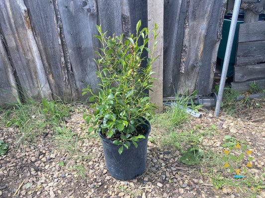 Cutie Pie Sour Cherry