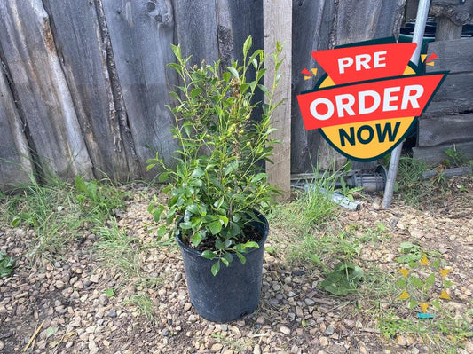 Cutie Pie Sour Cherry