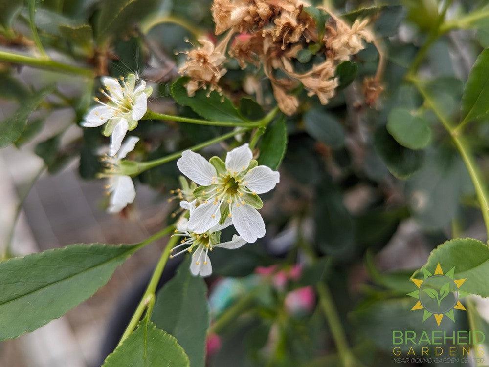 Cutie Pie Sour Cherry