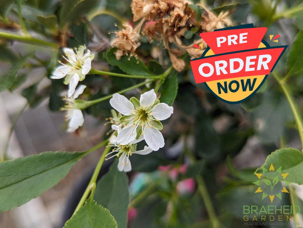 Cutie Pie Sour Cherry