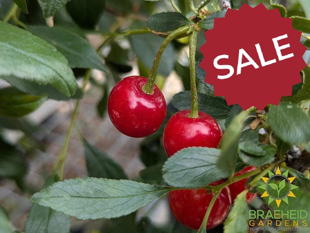 π Auction #6 β Cherry Shrub Collection (Zone 2β3)