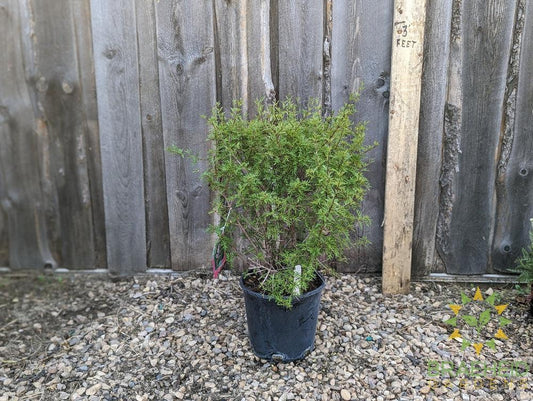 Cutleaf Lilac