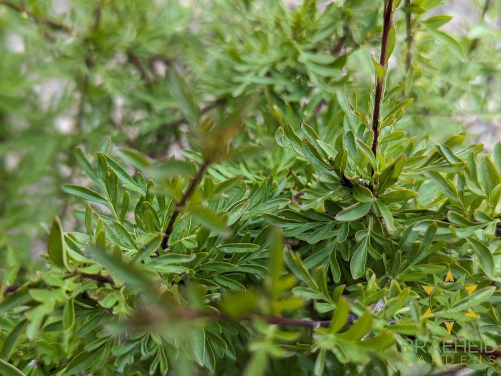 Cutleaf Lilac