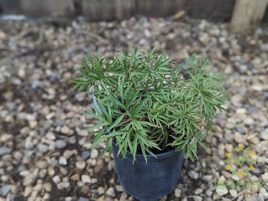 Cutleaf Peony - NO SHIP -