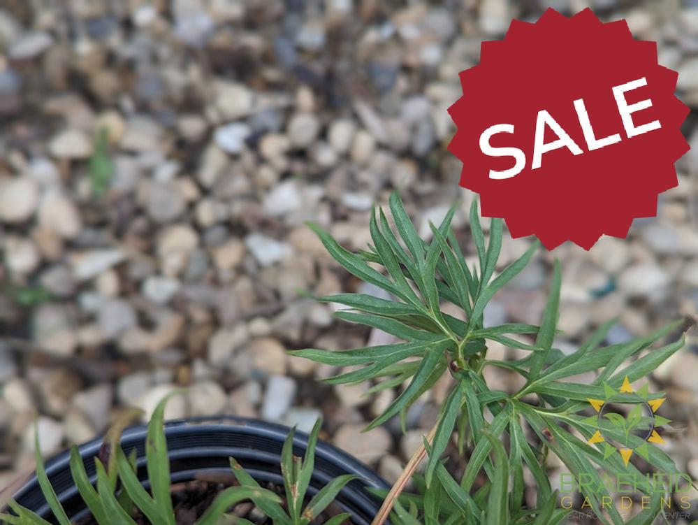 Cutleaf Peony - NO SHIP -
