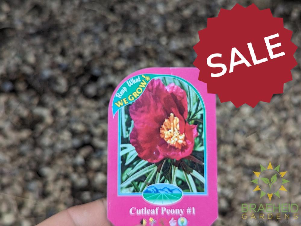 Cutleaf Peony - NO SHIP -