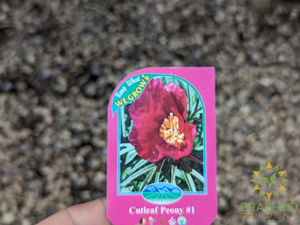 Cutleaf Peony - NO SHIP -