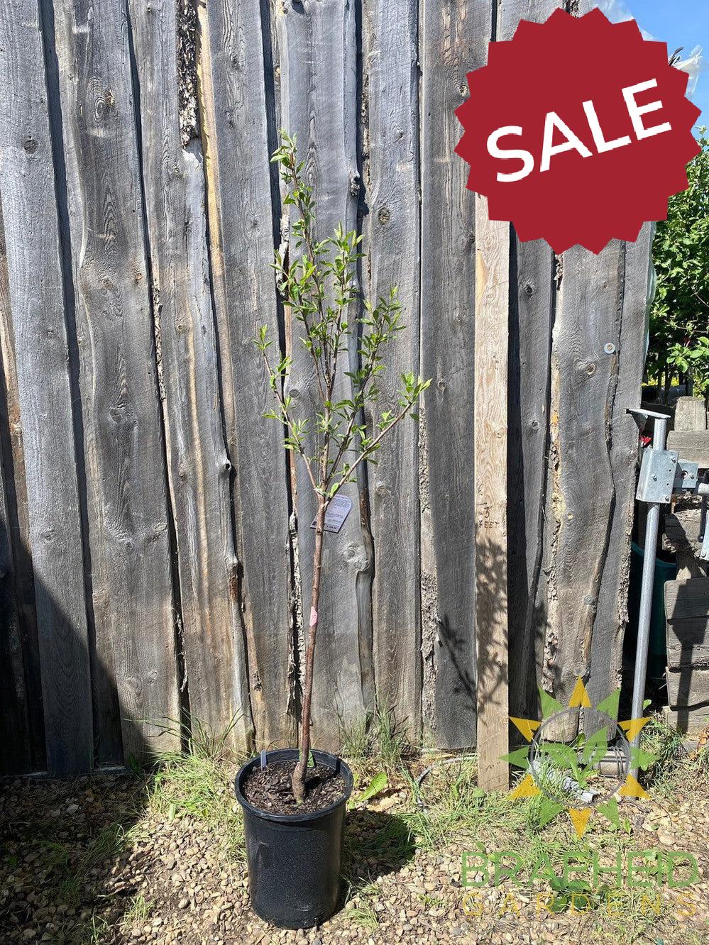 Compass Cherry-Plum- Tree for sale, Grown in Grande Prairie -Braeheid Gardens Ltd. on Emerson Trail