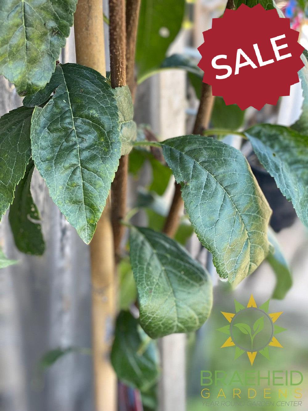 Muckle Plum- Tree for sale, Grown in Grande Prairie -Braeheid Gardens Ltd. on Emerson Trail