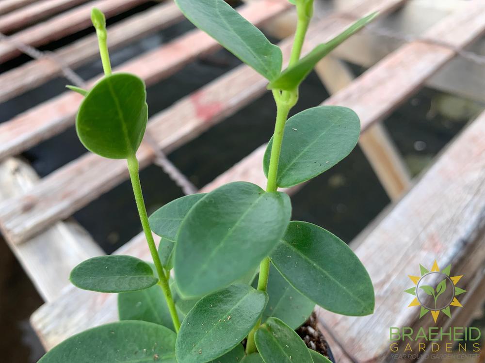 Hoya cumingiana