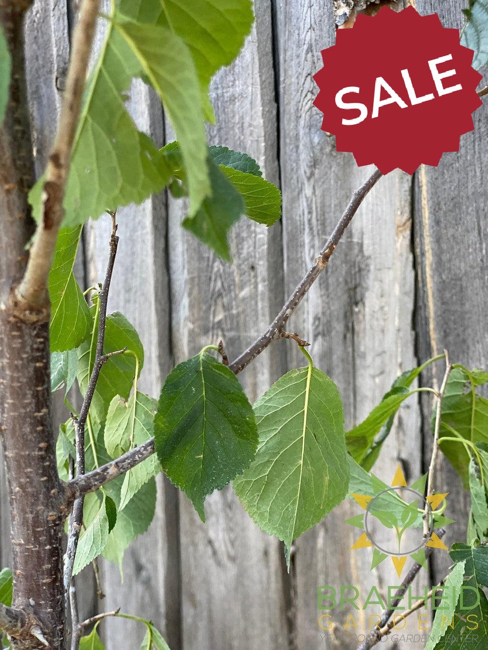 Princess Kay Plum- Tree for sale, Grown in Grande Prairie -Braeheid Gardens Ltd. on Emerson Trail