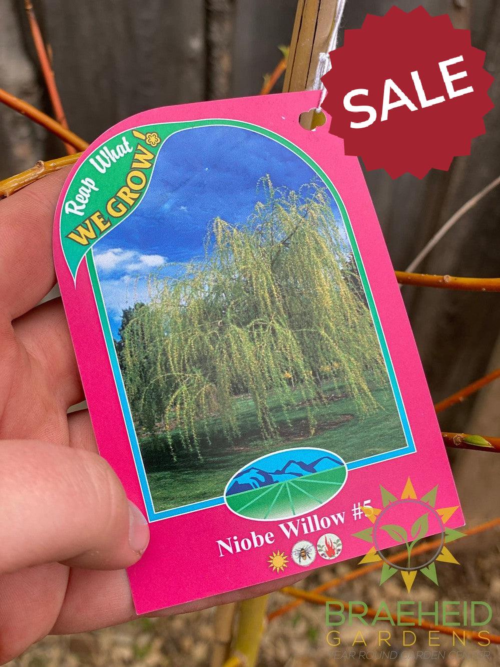 Niobe Willow - NO SHIP - Tree for sale, Grown in Grande Prairie -Braeheid Gardens Ltd. on Emerson Trail