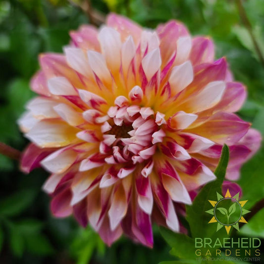 Dahlia