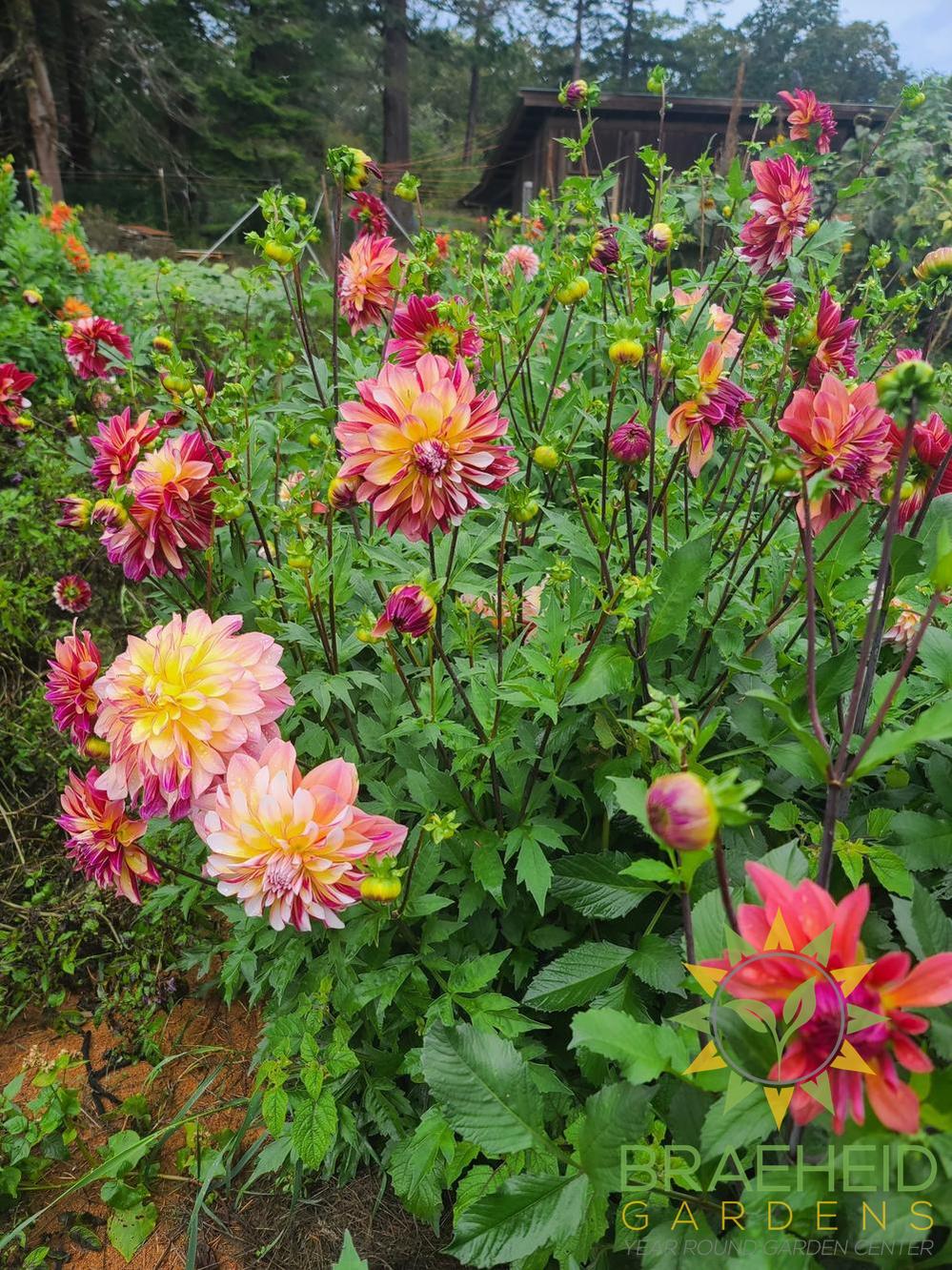 Dahlia