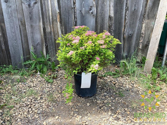 Dakota Goldcharm Spirea
