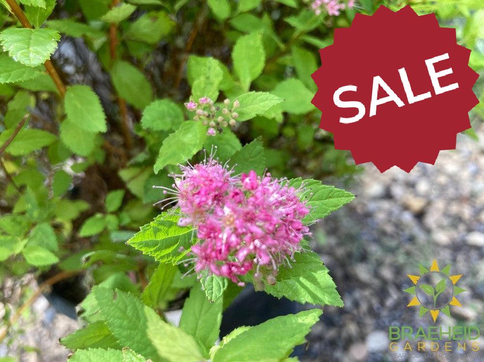 Dakota Goldcharm Spirea