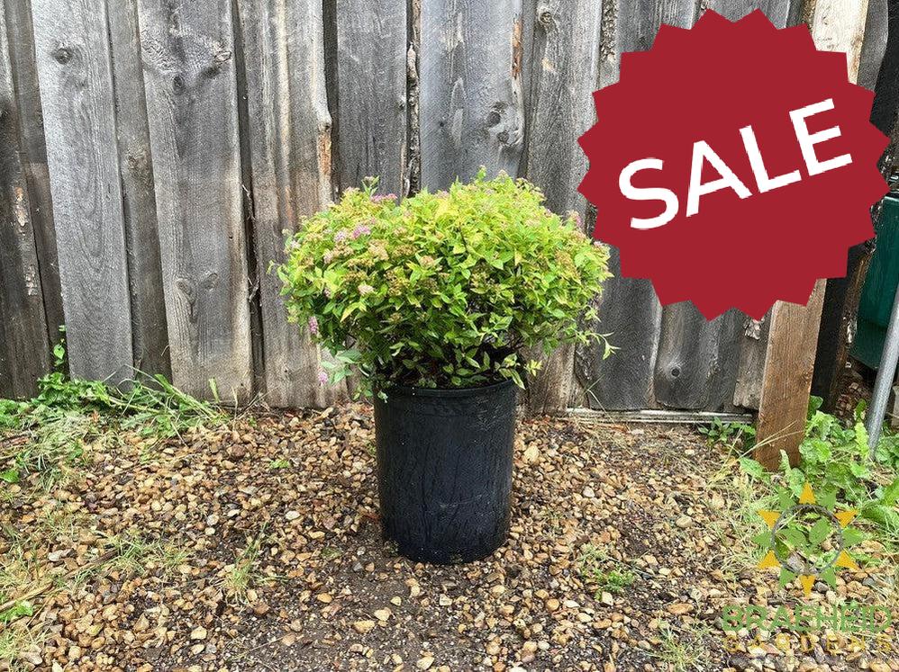 Dakota Goldcharm Spirea