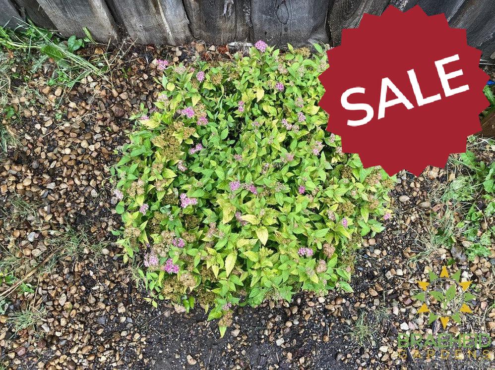 Dakota Goldcharm Spirea