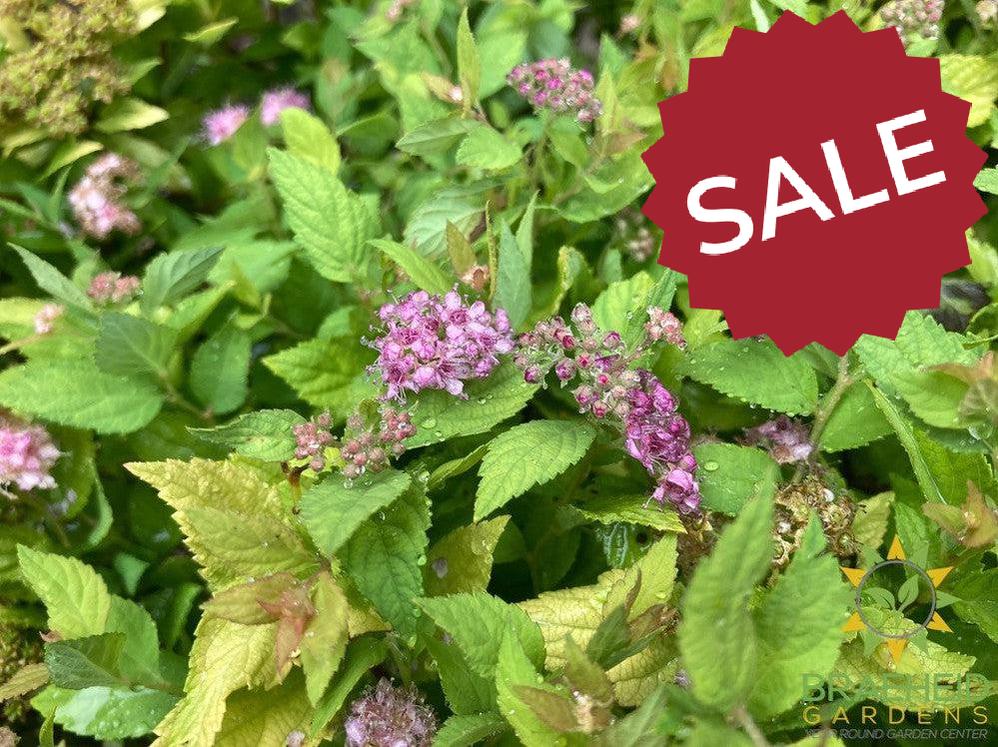 Dakota Goldcharm Spirea