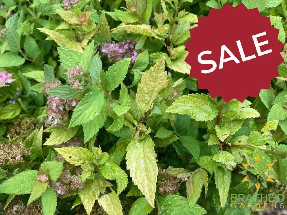 Dakota Goldcharm Spirea