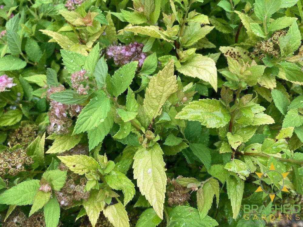 Dakota Goldcharm Spirea