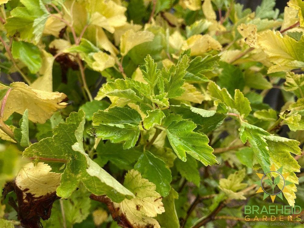 Dart's Gold Ninebark