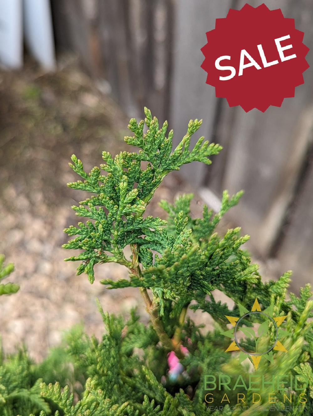 degroot cedar leaves in grande prairie canada