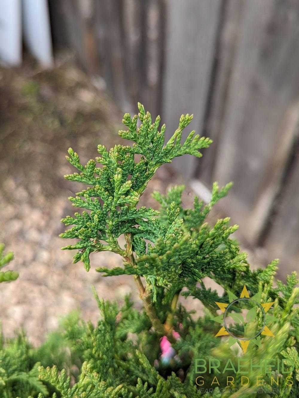 degroot cedar leaves in grande prairie canada