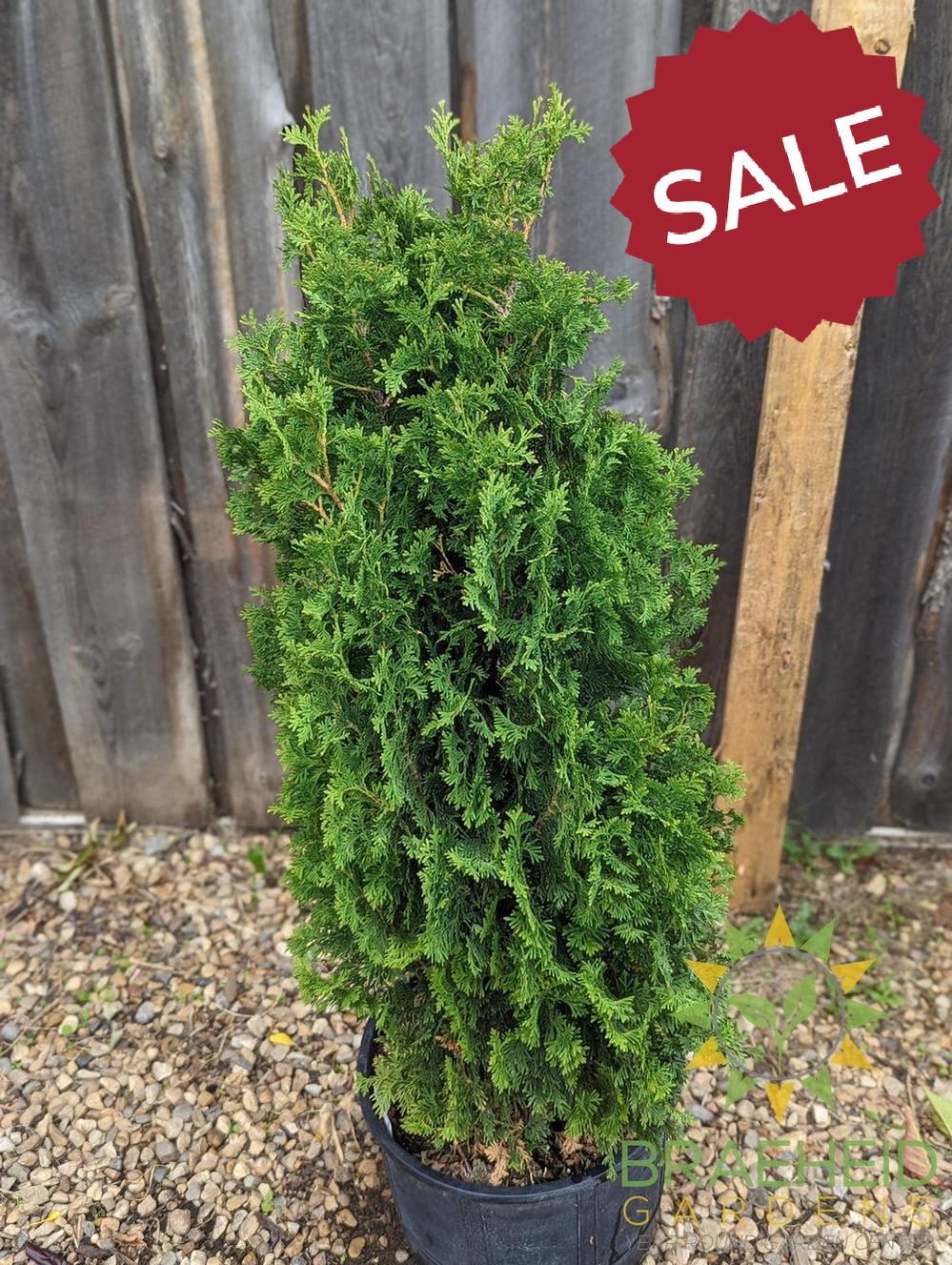 buy degroot cedar in grande prairie alberta