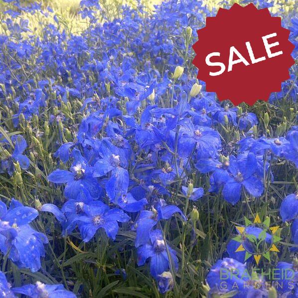 Diamonds Blue Delphinium
