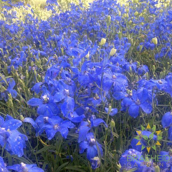 Diamonds Blue Delphinium